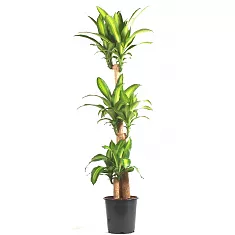 Драцена Массанжеана 3 ствола - Dracaena Massangeana D27 H150