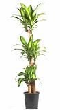Драцена Массанжеана 3 ствола - Dracaena Massangeana D27 H150