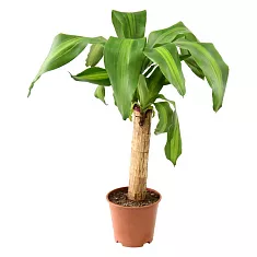 Драцена Массанжеана - Dracaena Massangeana D14 H40