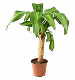 Драцена Массанжеана - Dracaena Massangeana D14 H40