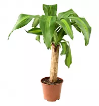 Драцена Массанжеана - Dracaena Massangeana D14 H40