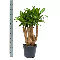 Драцена Массанжеана разветвленная - Dracaena Massangeana D24 H100