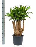Драцена Массанжеана разветвленная - Dracaena Massangeana D24 H100
