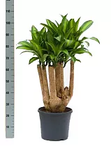 Драцена Массанжеана разветвленная - Dracaena Massangeana D24 H100