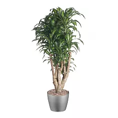 Драцена Массанжеана разветвленная - Dracaena Massangeana D40 H200