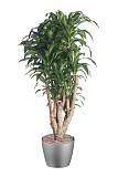 Драцена Массанжеана разветвленная - Dracaena Massangeana D40 H200