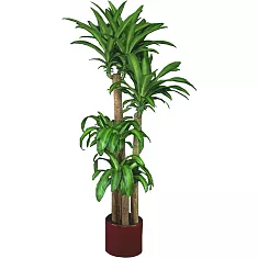 Драцена Массанжеана 4 ствола - Dracaena Massangeana D28 H150