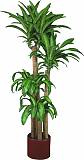 Драцена Массанжеана 4 ствола - Dracaena Massangeana D28 H150