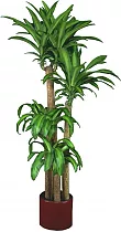 Драцена Массанжеана 4 ствола - Dracaena Massangeana D28 H150