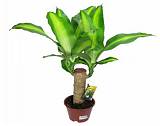 Драцена Массанжеана - Dracaena Massangeana D12 H25