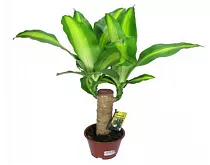 Драцена Массанжеана - Dracaena Massangeana D12 H25