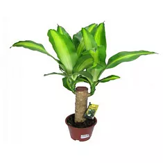 Драцена Массанжеана - Dracaena Massangeana D12 H25