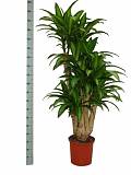 Драцена Массанжеана разветвленная - Dracaena Massangeana D38 H180