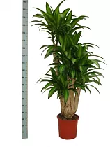 Драцена Массанжеана разветвленная - Dracaena Massangeana D38 H180
