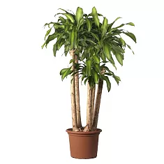 Драцена Массанжеана 4 ствола - Dracaena Massangeana D40 H200