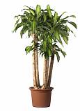 Драцена Массанжеана 4 ствола - Dracaena Massangeana D40 H200
