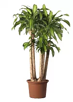 Драцена Массанжеана 4 ствола - Dracaena Massangeana D40 H200