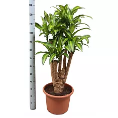 Драцена Массанжеана разветвленная - Dracaena Massangeana D28 H130