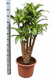 Драцена Массанжеана разветвленная - Dracaena Massangeana D28 H130