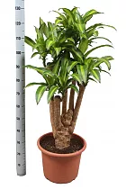 Драцена Массанжеана разветвленная - Dracaena Massangeana D28 H130