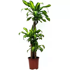 Драцена Массанжеана 4 ствола - Dracaena Massangeana D24 H130