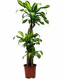 Драцена Массанжеана 4 ствола - Dracaena Massangeana D24 H130