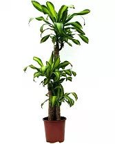 Драцена Массанжеана 4 ствола - Dracaena Massangeana D24 H130