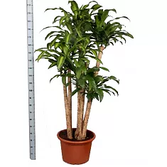 Драцена Массанжеана 4 ствола - Dracaena Massangeana D40 H210