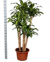 Драцена Массанжеана 4 ствола - Dracaena Massangeana D40 H210