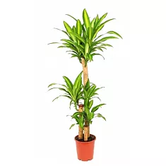 Драцена Массанжеана 3 ствола - Dracaena Massangeana D23 H120
