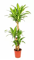 Драцена Массанжеана 3 ствола - Dracaena Massangeana D23 H120