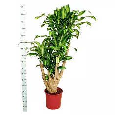 Драцена Массанжеана разветвленная - Dracaena Massangeana D34 H170