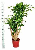 Драцена Массанжеана разветвленная - Dracaena Massangeana D34 H170