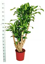 Драцена Массанжеана разветвленная - Dracaena Massangeana D34 H170