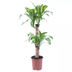 Драцена Массанжеана 2 ствола - Dracaena Massangeana D14 H80