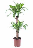 Драцена Массанжеана 2 ствола - Dracaena Massangeana D14 H80