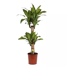 Драцена Массанжеана 2 ствола - Dracaena Massangeana D14 H60