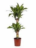 Драцена Массанжеана 2 ствола - Dracaena Massangeana D14 H60