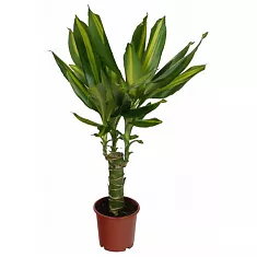 Драцена Массанжеана - Dracaena Massangeana D12 H35