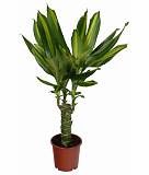 Драцена Массанжеана - Dracaena Massangeana D12 H35