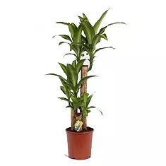 Драцена Массанжеана 3 ствола - Dracaena Massangeana D18 H70