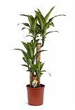 Драцена Массанжеана 3 ствола - Dracaena Massangeana D18 H70