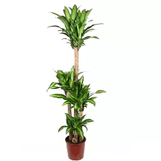 Драцена Массанжеана 4 ствола - Dracaena Massangeana D31 H170