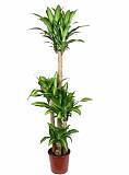 Драцена Массанжеана 4 ствола - Dracaena Massangeana D31 H170