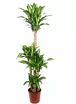 Драцена Массанжеана 4 ствола - Dracaena Massangeana D31 H170