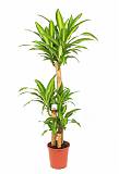 Драцена Фрагранс Массанжеана 3 ствола - Dracaena Massangeana D18 H100
