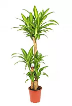 Драцена Фрагранс Массанжеана 3 ствола - Dracaena Massangeana D18 H100