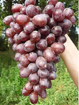 Виноград культурный Шоколадный