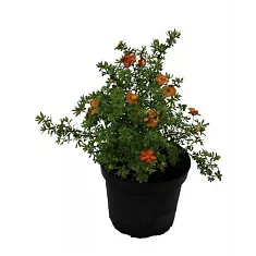 Лапчатка - Potentilla fruticosa pink queen D9 H15