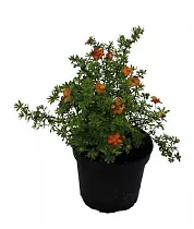 Лапчатка - Potentilla fruticosa pink queen D9 H15